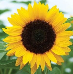 Meet your Posher, Cecil